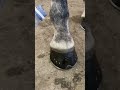 Bang bang by hoofmaestro  farrier satisfying oddlysatisfying