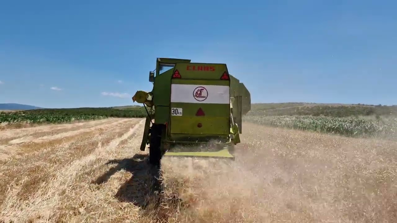 Claas Consul žetva pšenice 2025