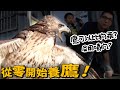 【從零開始養】老鷹可以比狗乖？鷹的屎都是用噴的？【許伯簡芝】