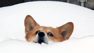 Chiens Droles Jouant Pour La Premiere Fois Dans La Compilation De Neige Youtube