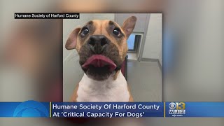 Humane Society Of Harford County 'At Critical Capacity For Dogs'