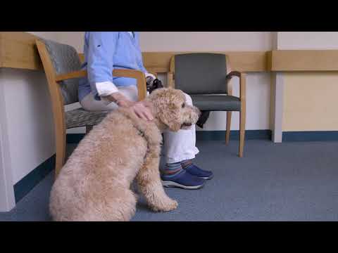 Guidelines for Service Dog and Pet Visitation at Dartmouth-Hitchcock Medical Center