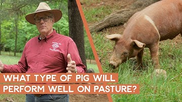What type of pig performs well on pasture? | Joel Salatin
