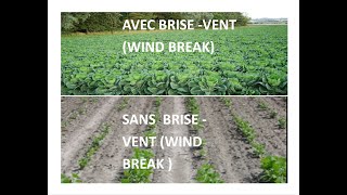 brise vent مصدات الهواء  wind break