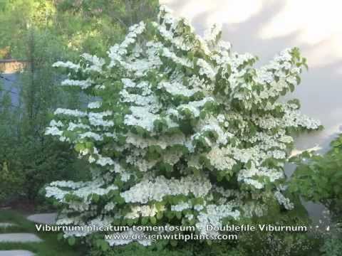 Video: Laurustinus Viburnum Shrubs - Cara Menjaga Sejambak Musim Bunga Laurustinus