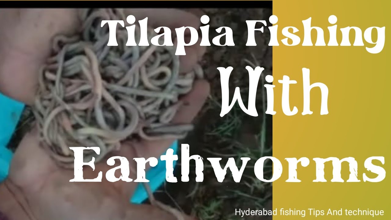 Tilapia Fishing | Earthworm ! Single hook ! Running water fishing ! Village fishing! unique fishing