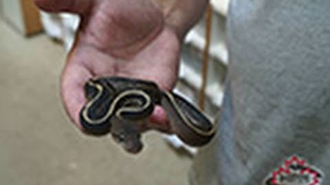 Reptile Ventures Ep. 09 -  World