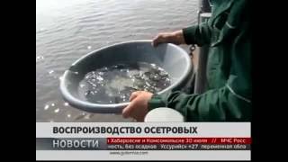 Глава Росрыболовства посетил Анюйский осетровый завод Репортаж Губерния ТВ6 GuberniaTV