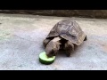 Baltazar - Tortoise 4k resolution