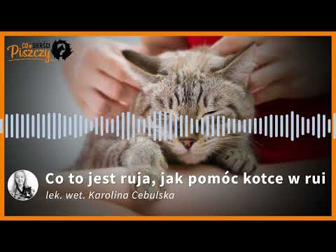 Ruja u kotki | Lek. wet. Karolina Cebulska