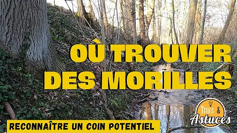 Où pousse les morilles ?