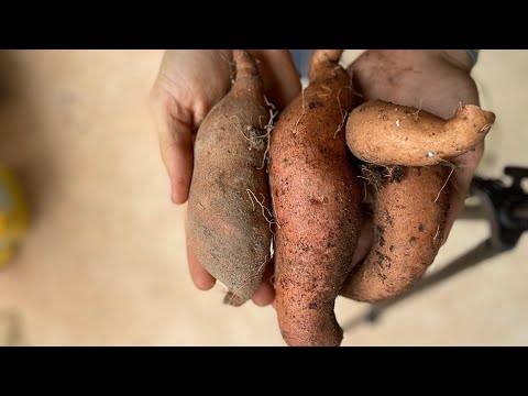 วีดีโอ: Russet Crack Of Sweet Potatoes: การรักษามันเทศด้วยโรคคอร์กภายใน