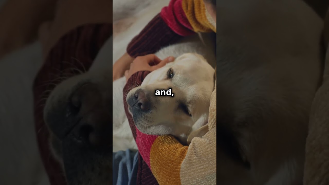 Why Your Dog Follows You Everywhere (Science Explained)