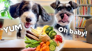 Mini Schnauzer and his BFF Try Fruits & Veggies | Dog Taste Test Food Review by Scotty the Schnauzer 1,288 views 11 months ago 3 minutes, 15 seconds