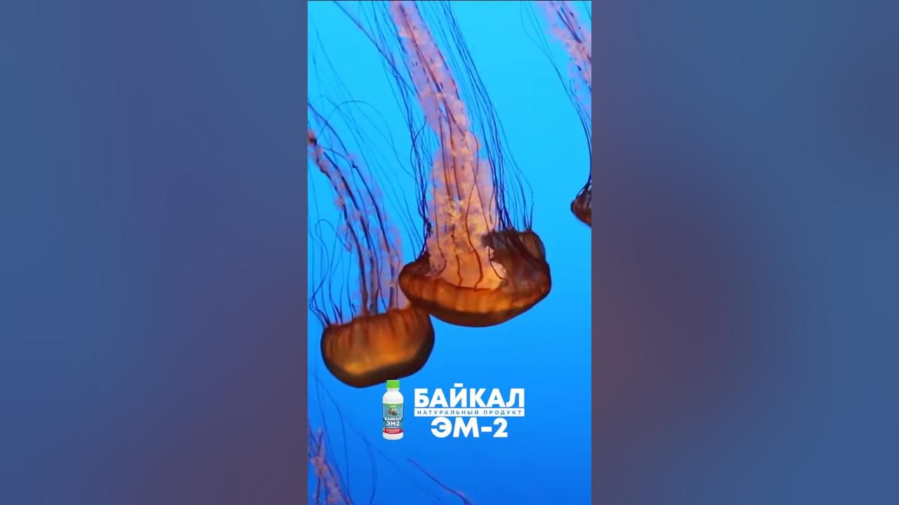 Байкал ЭМ-2 для аквариумных рыб - YouTube