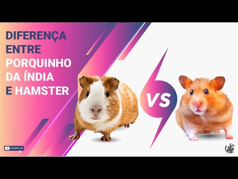 Vídeo: O porquinho da índia é um hamster?