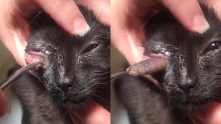 Gigantic Botfly Removed From Cat's Eye (Part 4)