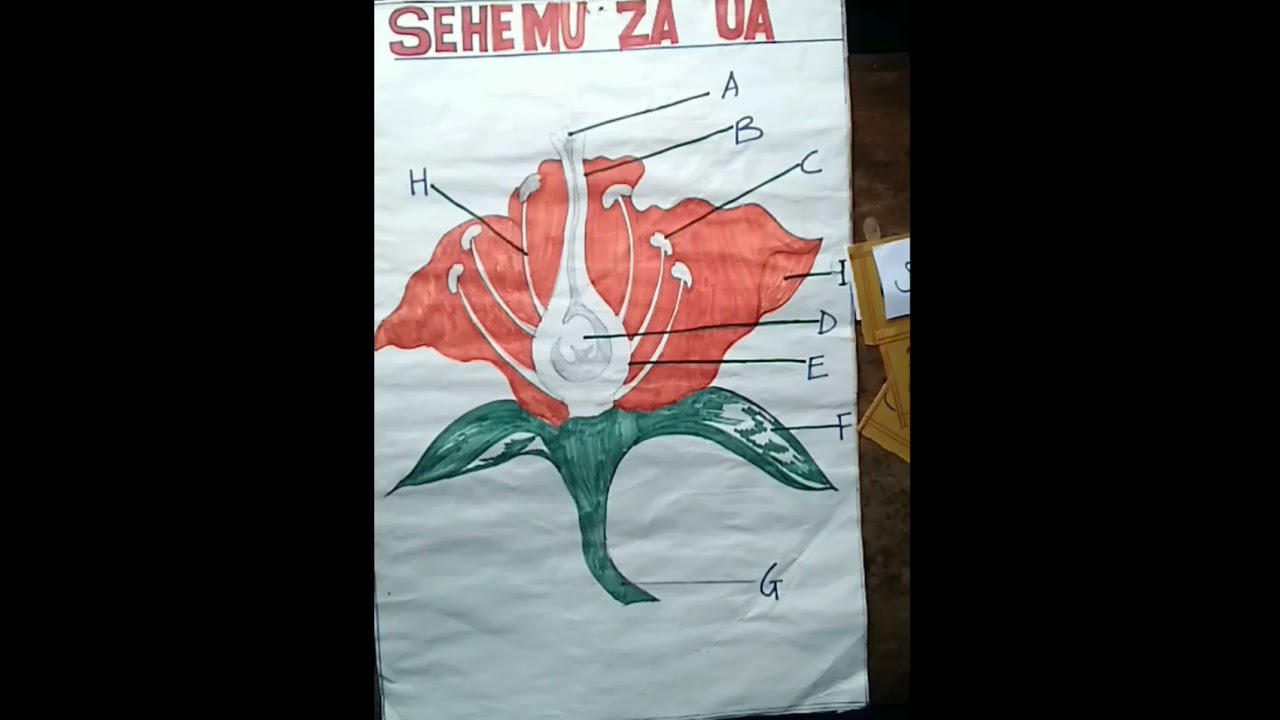 ZANA rahisi ya kufundishia sayansi Drs v