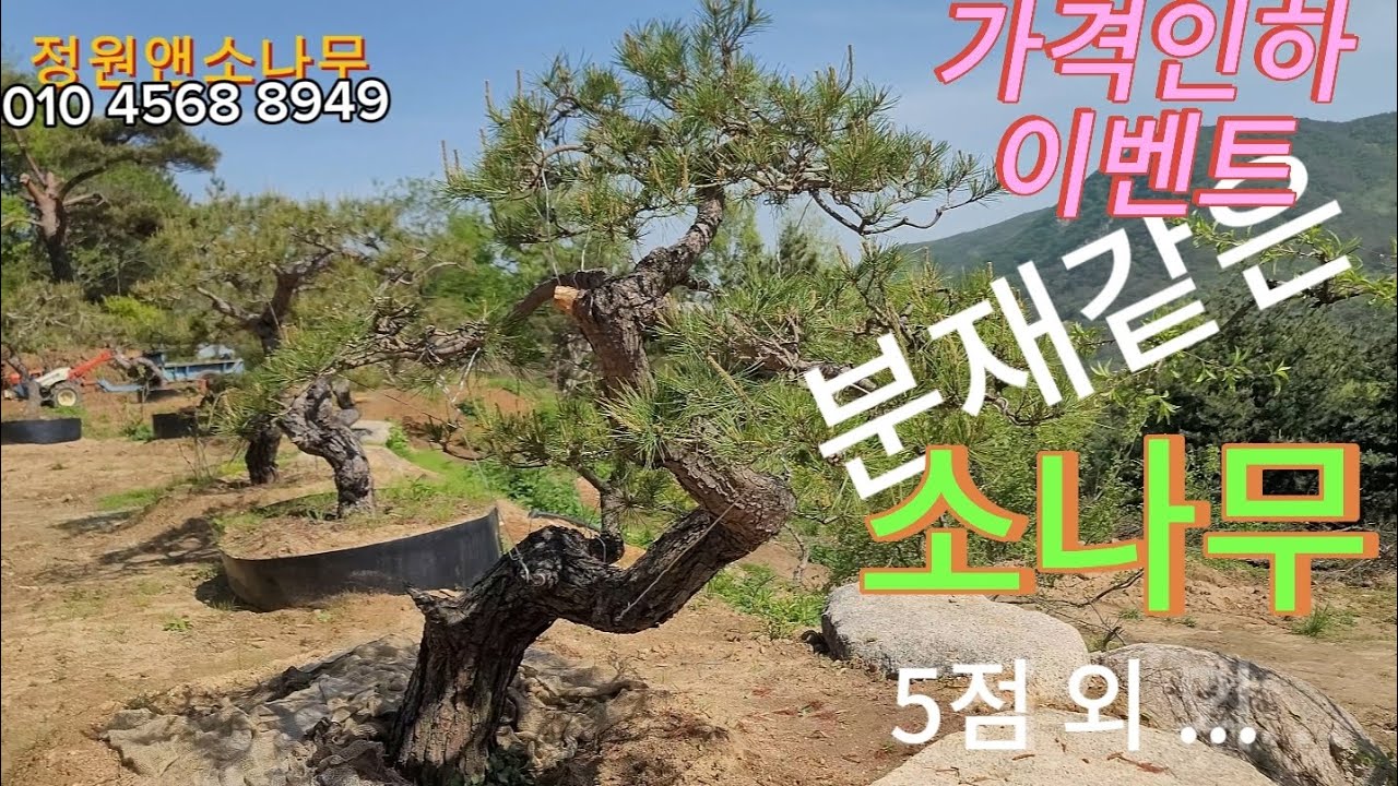 소나무 판매(5월 가격인하 이벤트)