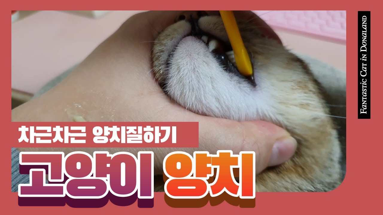 고양이 양치 시작해보자 : Let's try to brush cat's teeth - YouTube