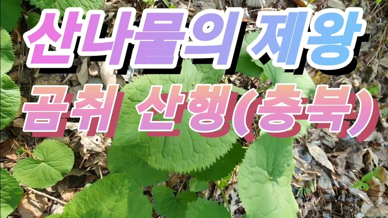 [약초]산 나물의 제왕 곰취 산행(충북) - YouTube