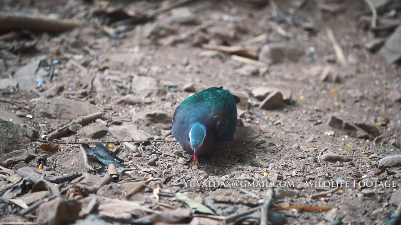 Emerald Dove (Chalcophaps indica)