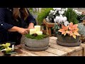 Planting 2 holiday centerpieces  finishing the eastside pots for winter   garden answer