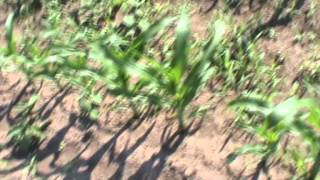 Pumpkin Patch 2012- 3rd Update