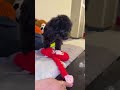 Axe-the poodle🐶🐾 is live!