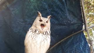 Owl made a Pellet