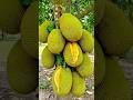 Enjoy Beautiful High Jackfruit 🥑