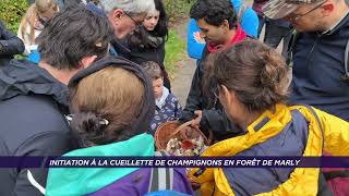 Yvelines | Initiation à la cueillette de champignons en forêt de Marly