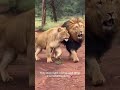 Just a Big Cat ！😂#animal#animallovers#animalantics#foryoupage#panther