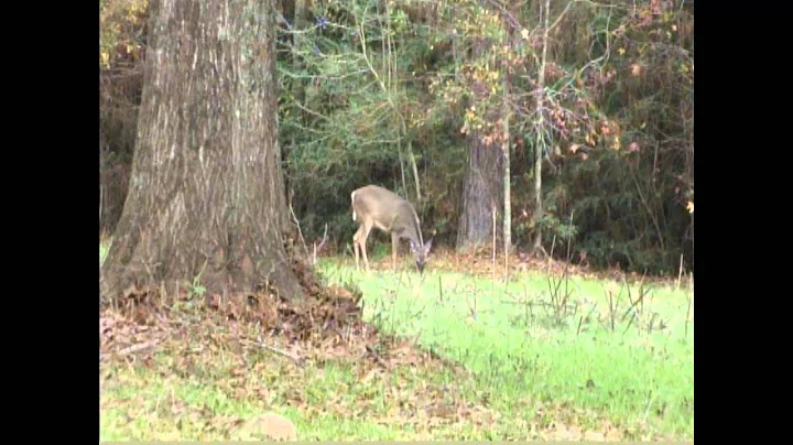 Austin Stokes First Deer