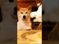 ふわシュワが至高なんよ。#asmr #柴犬
