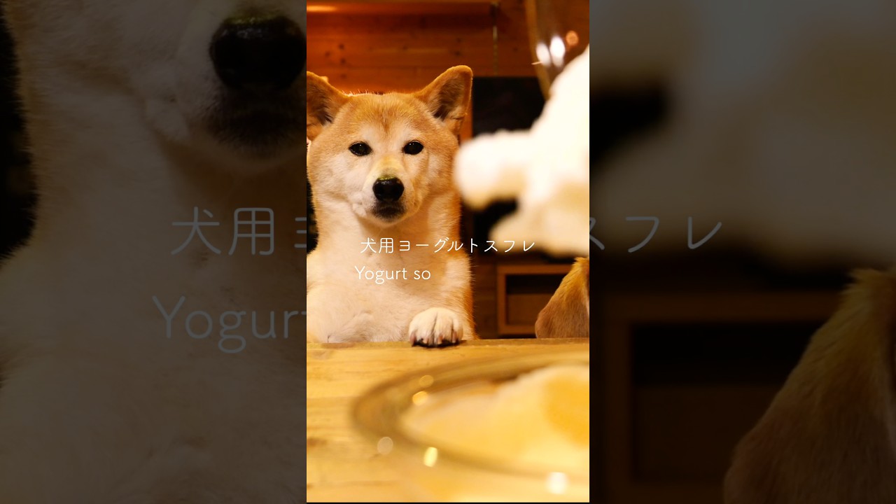 ふわシュワが至高なんよ。#asmr #柴犬