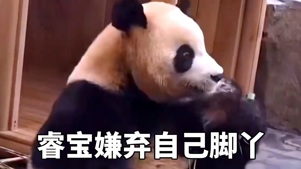 睿宝嫌弃自己的脚丫臭，脚丫碰过的竹子都不吃了，狠起来连自己都嫌弃！😂 #睿宝辉宝 #爱宝双胞胎