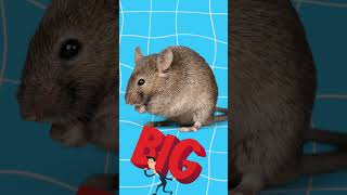 Mouse vs Rat | What’s the Difference? 🐭🐀
