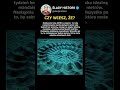 Fish wyrzeźbił w piasku mandalę o wysokości ponad dwóch metrów