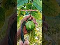 is this GUAVA Satisfying enough😍 #trending #fypシ #guava #art #viral
