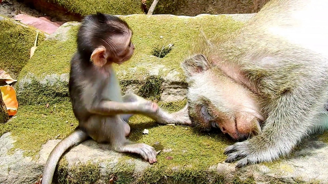 Maci monkey is worry about mom Merry, mom Merry so weak, no power, Maci feeling hopless