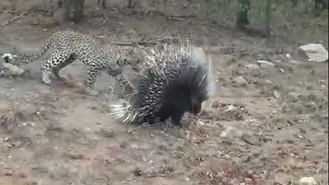 Nhím Bị Báo Đốm Tấn Công kic Liệt.Video ruly