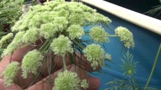 ⟹ CARROT FLOWER UMBEL - CHECK IT OUT!!!! #FLOWER