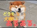 犬嫌いと　人間嫌い　その関係性とは　なるほどな犬の気持ちがここに