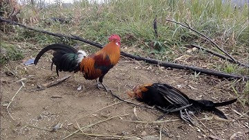 ต่อไก่ป่า|dib qaib qus toj siab tuaj zoo tiag tiag 2022 #1