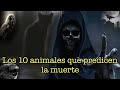 10 ANIMALES QUE PREDICEN LA MUERTE