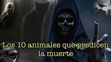 ¿Tienen los animales miedo a la muerte?