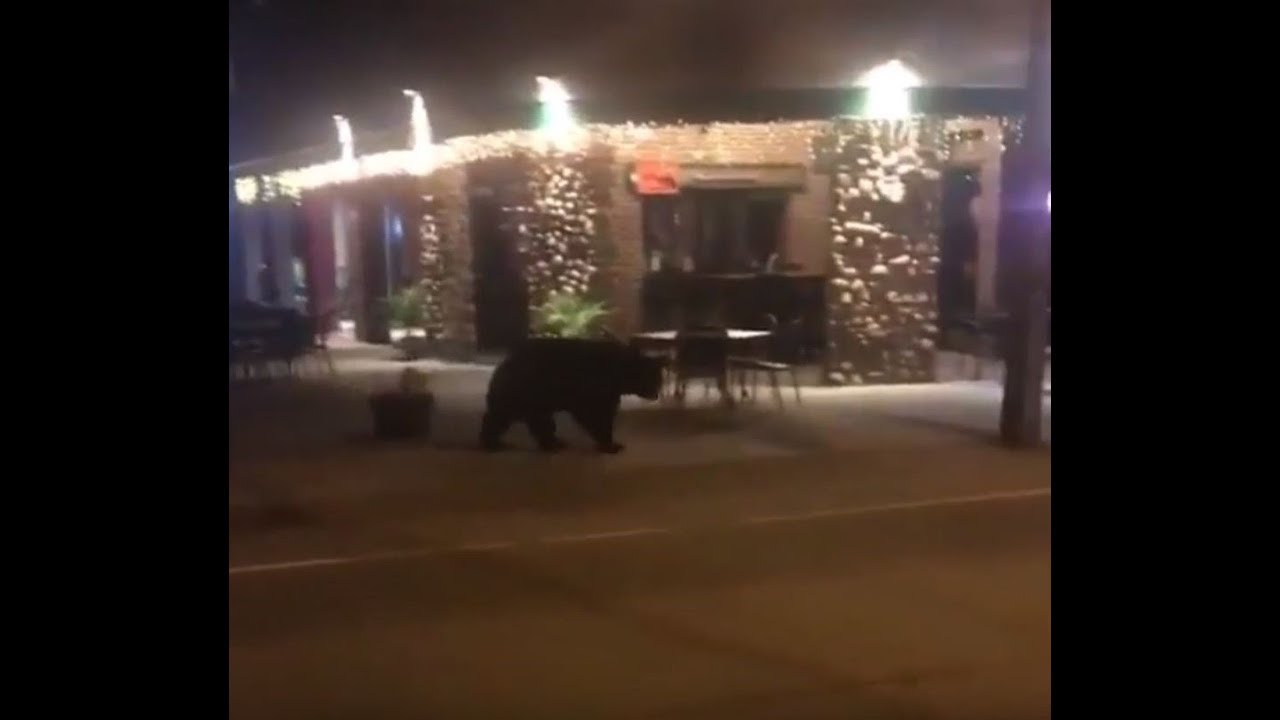 Bear Strolls Down the Street in Old Forge, New York - YouTube