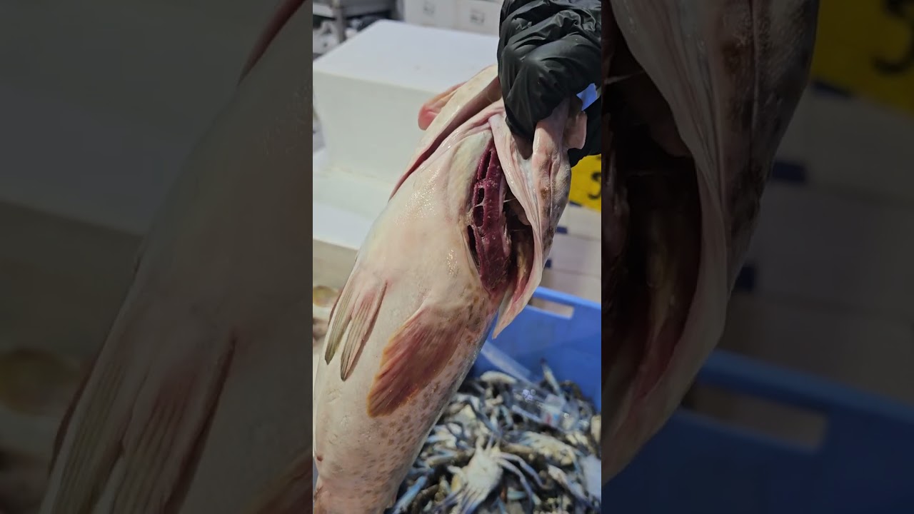 زيارة لسوق السمك المربع الرياض 