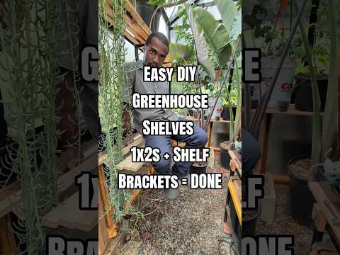 Greenhouse shelves made from wood strips and brackets